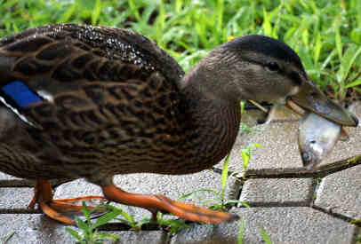 fish eating ducks