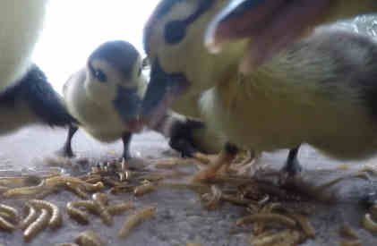 can ducks eat mealworms