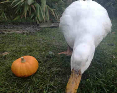 can ducks eat pumpkin featured