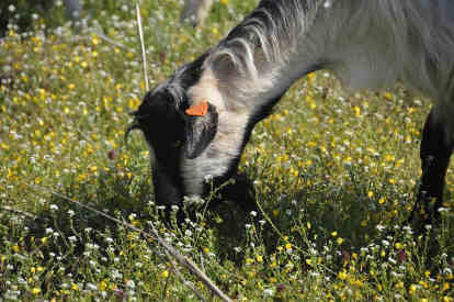 goat eating weeds