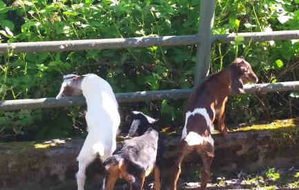can goats eat blackberries featured