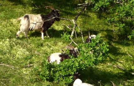 goat eating oak tree