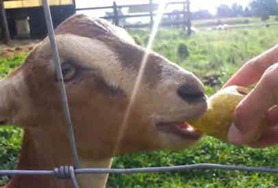 can goats eat pears