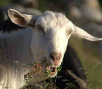 can goats eat rosemary featured