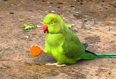 can parrots eat carrots featured