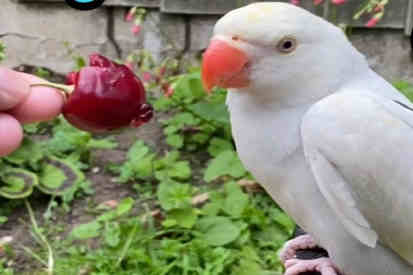 can parrots eat cherries featured
