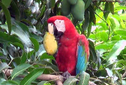 can parrots eat mango featured