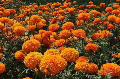 field of marigolds