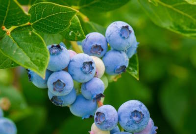 blueberry plant