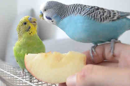 can budgies eat apples featured