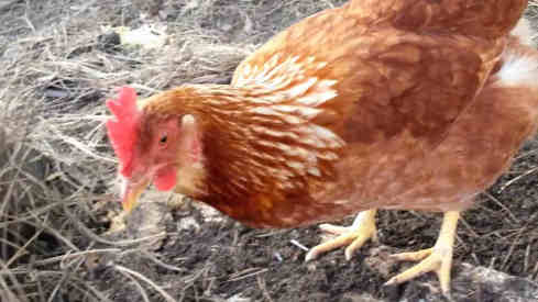 can chickens eat worms featured