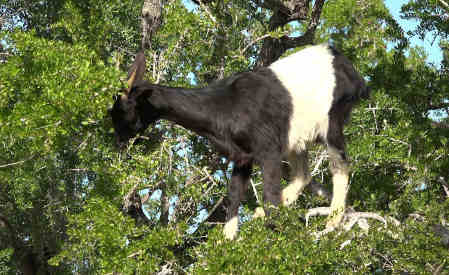 can goats eat almonds featured