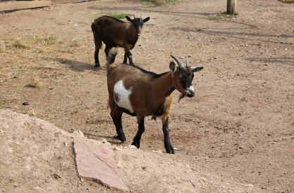 can goats eat avocado featured