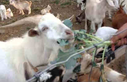 can goats eat broccoli