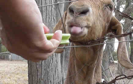 can goats eat celery