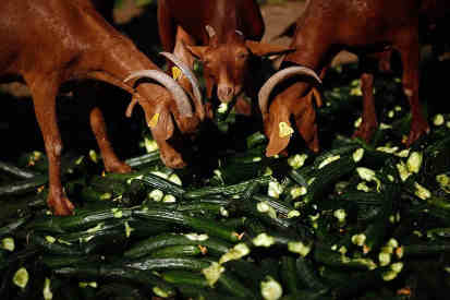 can goats eat cucumbers featured
