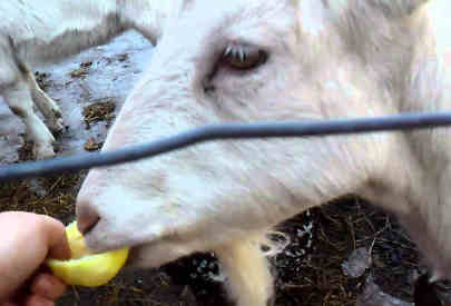 can goats eat lemons featured