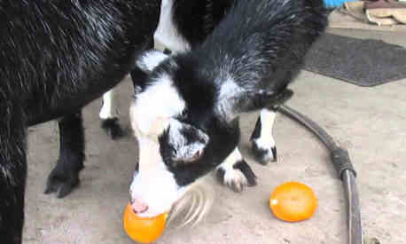 can goats eat oranges featured