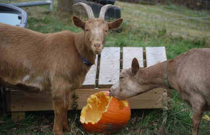 can goats eat pumpkin featured