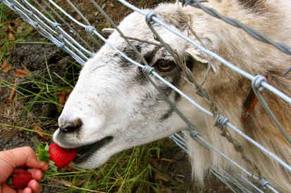can goats eat strawberries featured