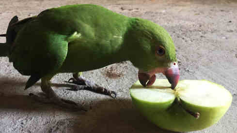 can parrots eat apples featured