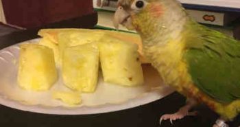 Can Parrots Eat Pineapple? 5 Amazing Benefits