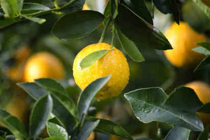 fresh lemon on a tree