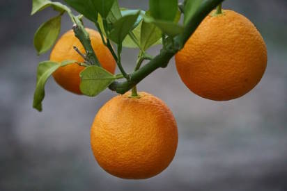 orange tree