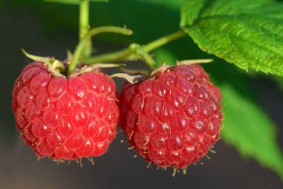 raspberry plant