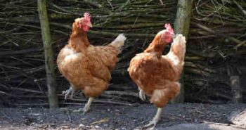 Can Chickens Eat Basil? 5 Fantastic Benefits