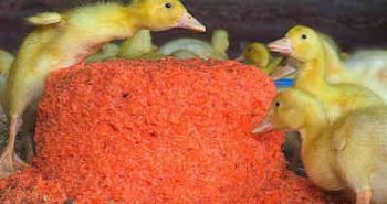 Can Ducks Eat Carrots? 5 Fantastic Benefits