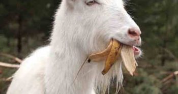 Can Goats Eat Bananas? 5 Fantastic Benefits