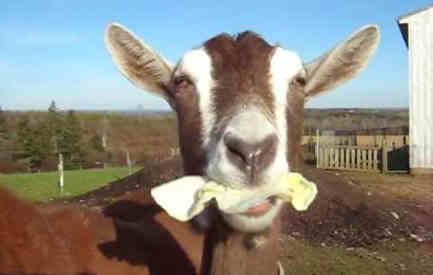 can goats eat cabbage featured