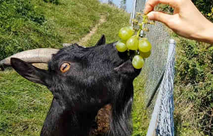 can goats eat grapes featured