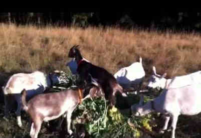 can goats eat kale featured