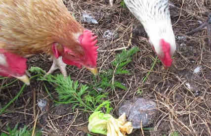 do chickens eat slugs featured