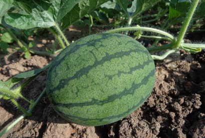 watermelon plant 