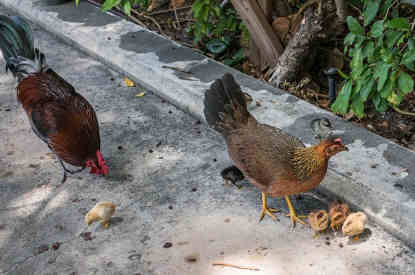 can chickens eat rosemary featured