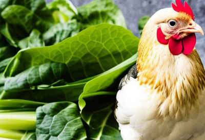 can chickens eat bok choy featured