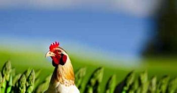 Can Chickens Eat Asparagus? 5 Awesome Benefits