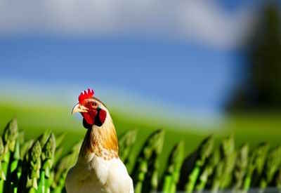 can chickens eat asparagus featured