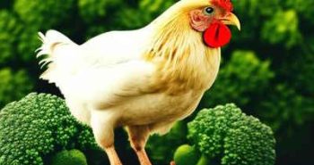 Can Chickens Eat Broccoli? 6 Amazing Benefits