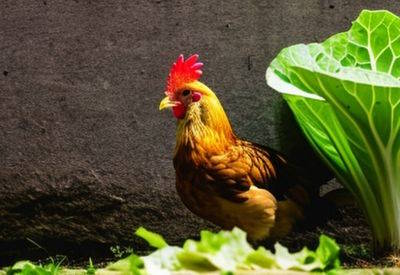 can chickens eat cabbage featured