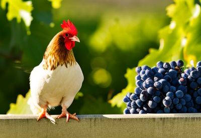 can chickens eat grapes featured