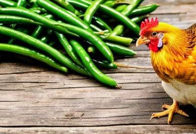 can chickens eat green beans featured