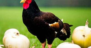 Can Chickens Eat Turnips? 6 Fantastic Benefits