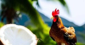 Can Chickens Eat Coconut? 5 Awesome Benefits