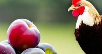 Can Chickens Eat Plums? 5 Excellent Benefits