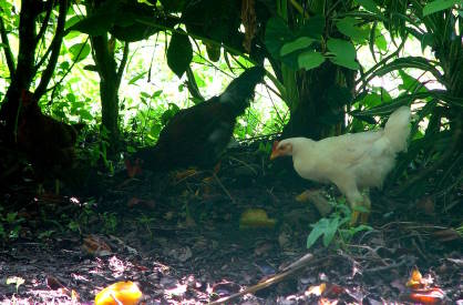 can chickens eat starfruit featured