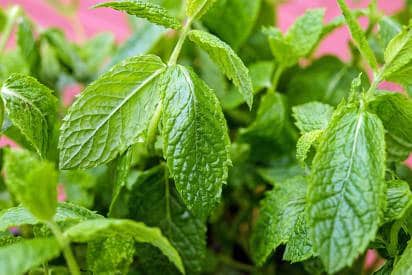 fresh mint leaves